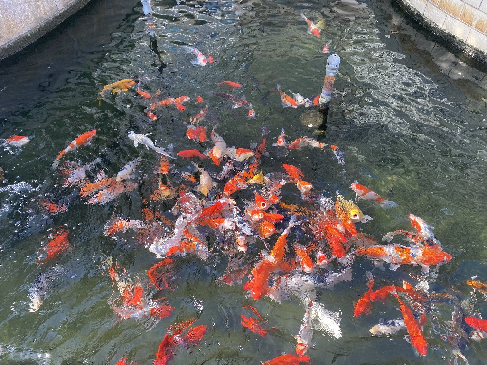 魚(yú)池